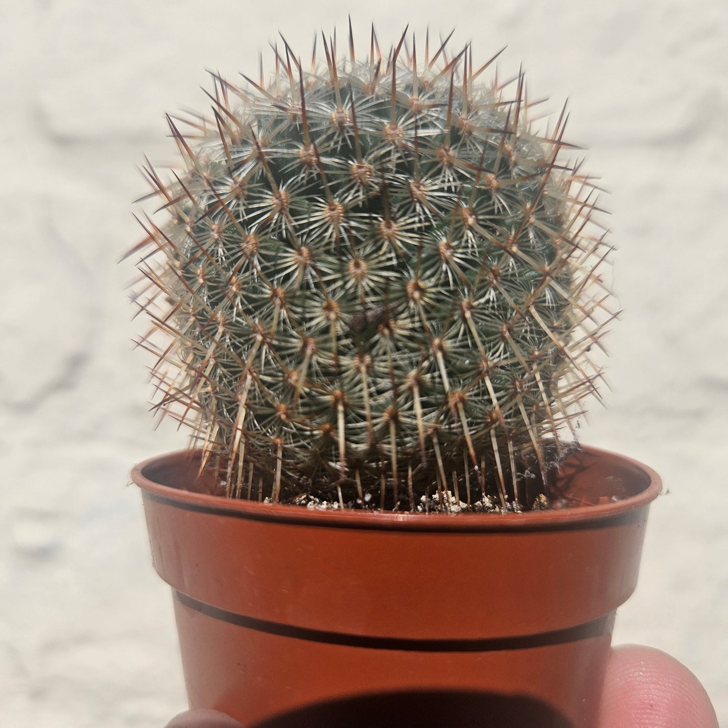 Mammillaria elegans (Pincushion cactus)