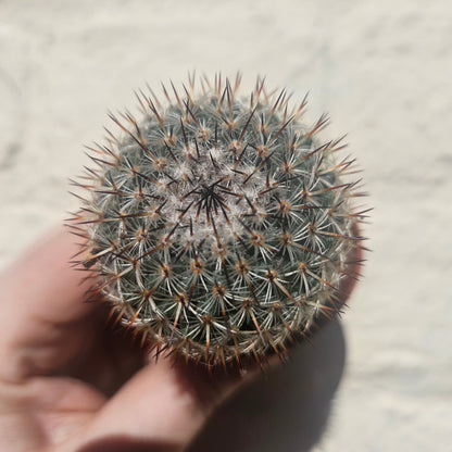 Mammillaria elegans (Pincushion cactus)
