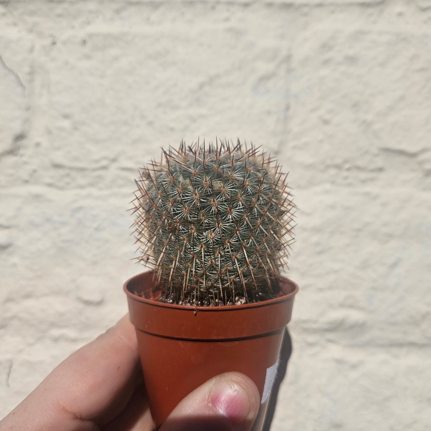 Mammillaria elegans (Pincushion cactus)