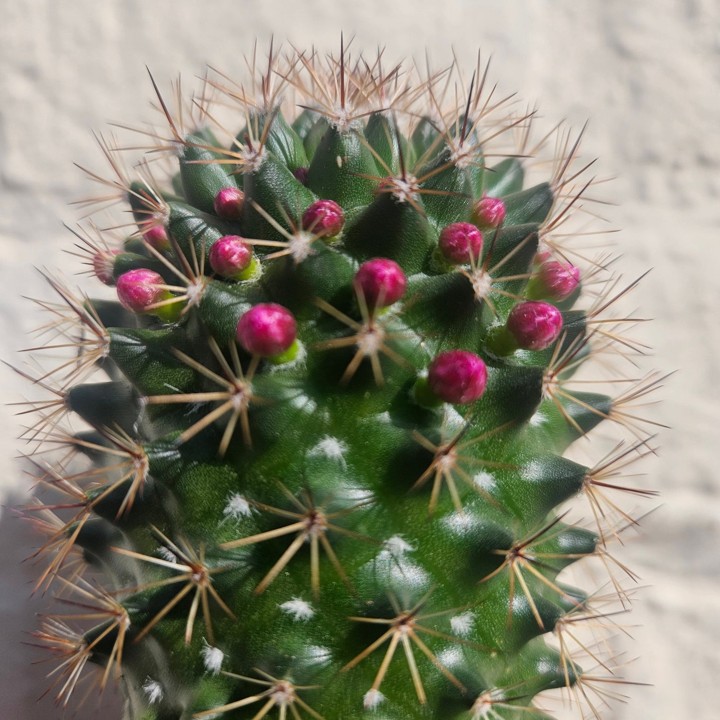 Mammillaria ernestii (True Mammillaria)