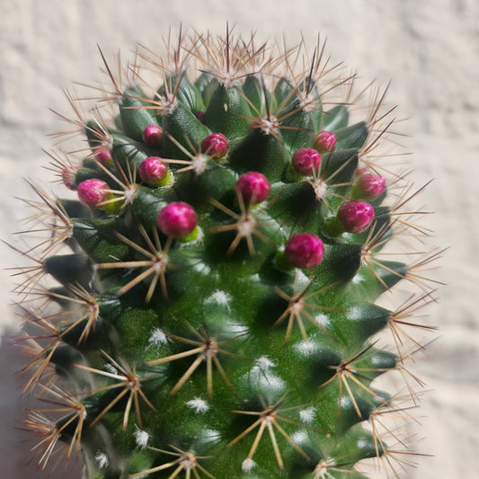 Mammillaria ernestii (True Mammillaria)
