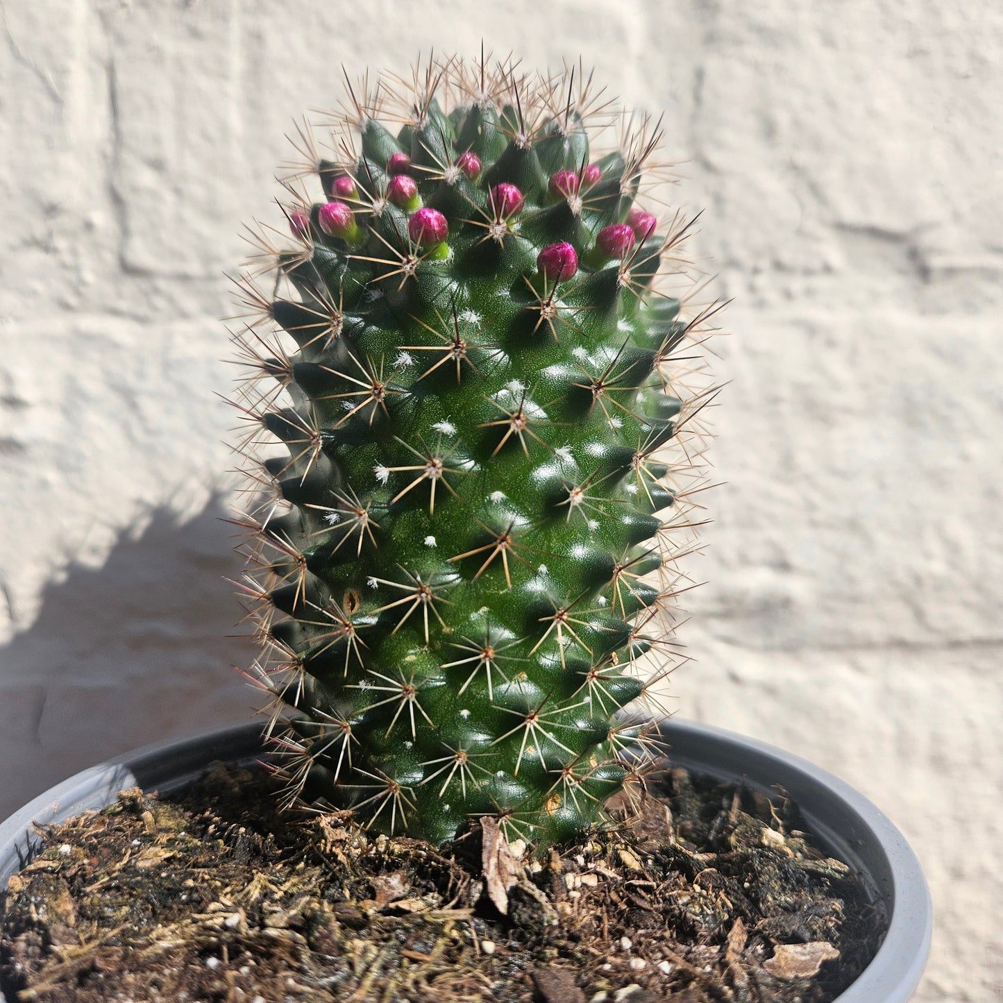 Mammillaria ernestii (True Mammillaria)