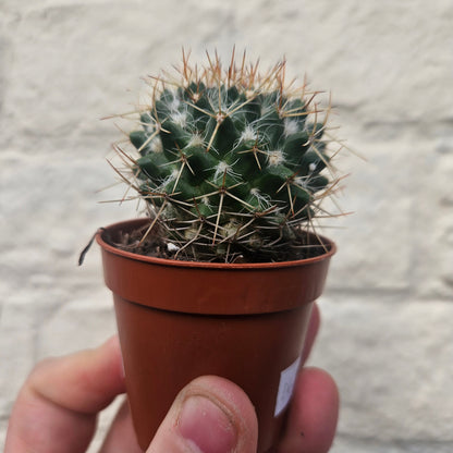 Mammillaria nejapensis (Owl Eye Cactus)