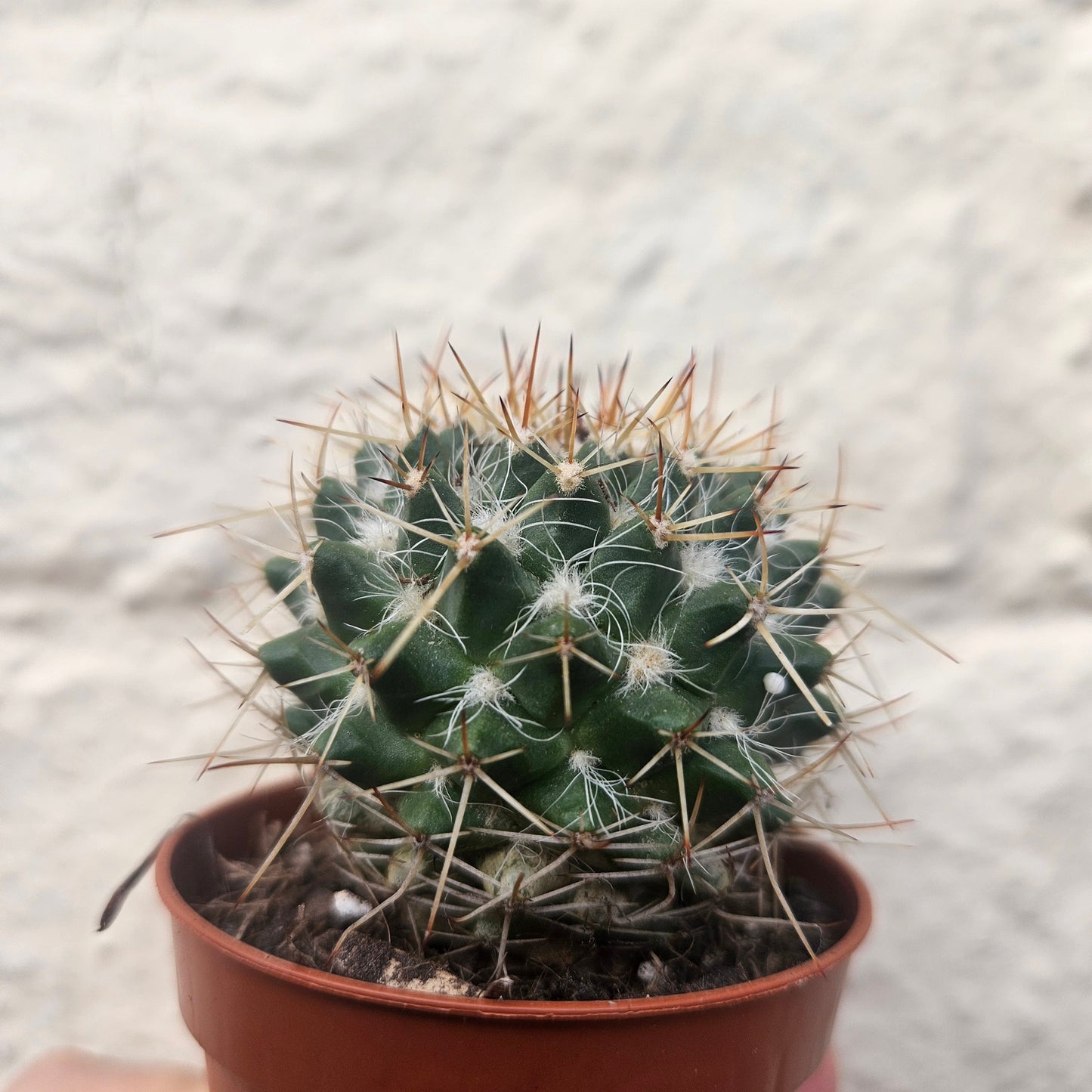 Mammillaria nejapensis (Owl Eye Cactus)