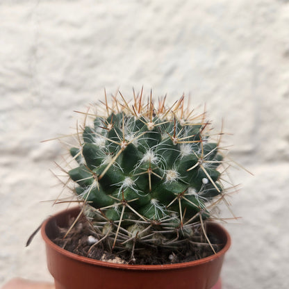 Mammillaria nejapensis (Owl Eye Cactus)
