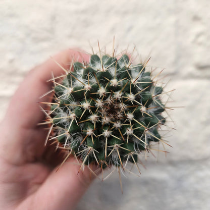 Mammillaria nejapensis (Owl Eye Cactus)
