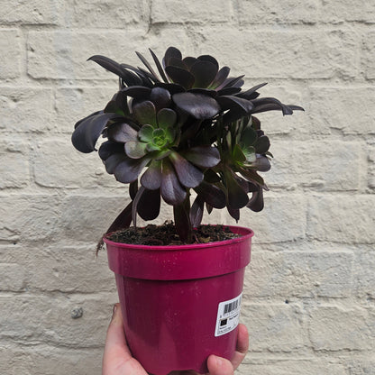 Aeonium arboreum (Houseleek Tree)