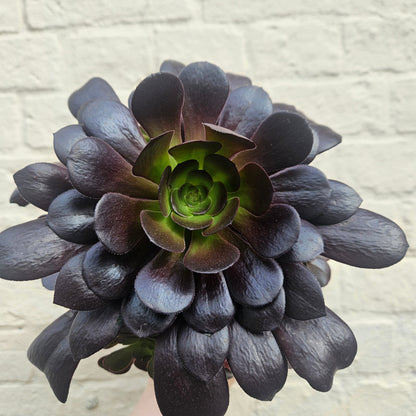 Aeonium arboreum (Houseleek Tree)