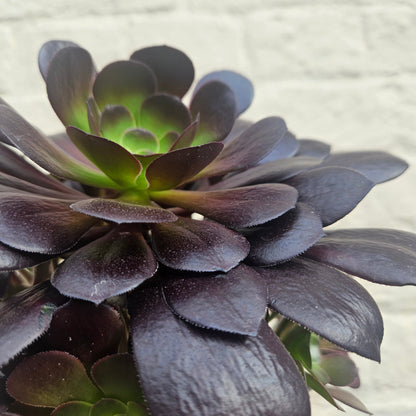 Aeonium arboreum (Houseleek Tree)