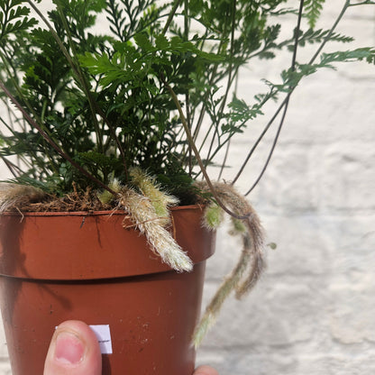 Humata tyermanii (White Rabbit Foots Fern)