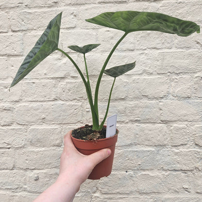 Alocasia 'Lukiwan'