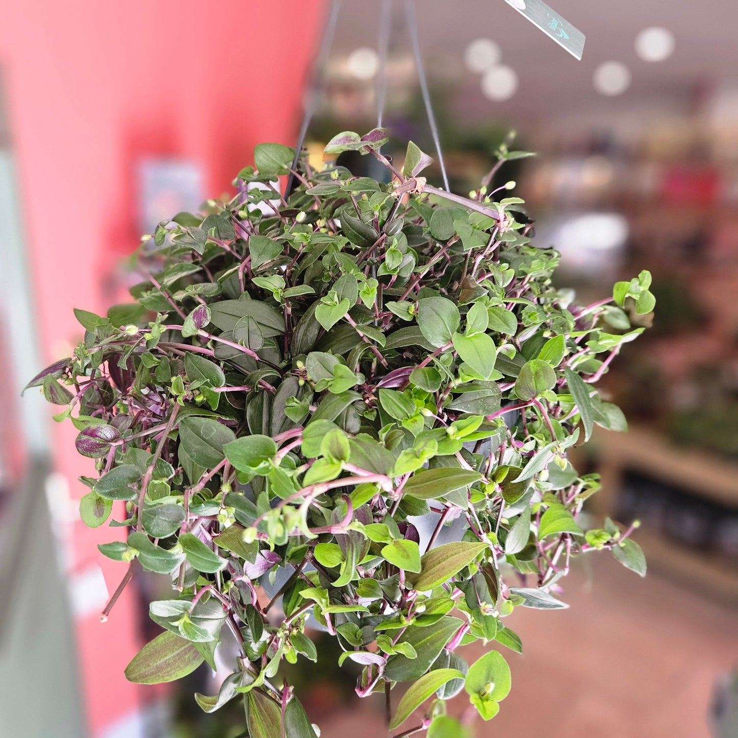 Tradescantia mundala 'Green Hill' (Inch Plant)
