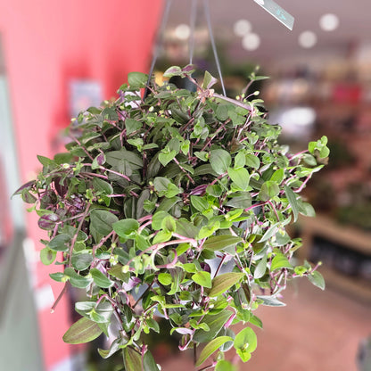 Tradescantia mundala 'Green Hill' (Inch Plant)