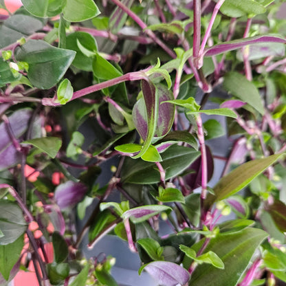 Tradescantia mundala 'Green Hill' (Inch Plant)
