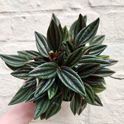 Peperomia Caperata 'Rosso' (Emerald Ripple Radiator plant)