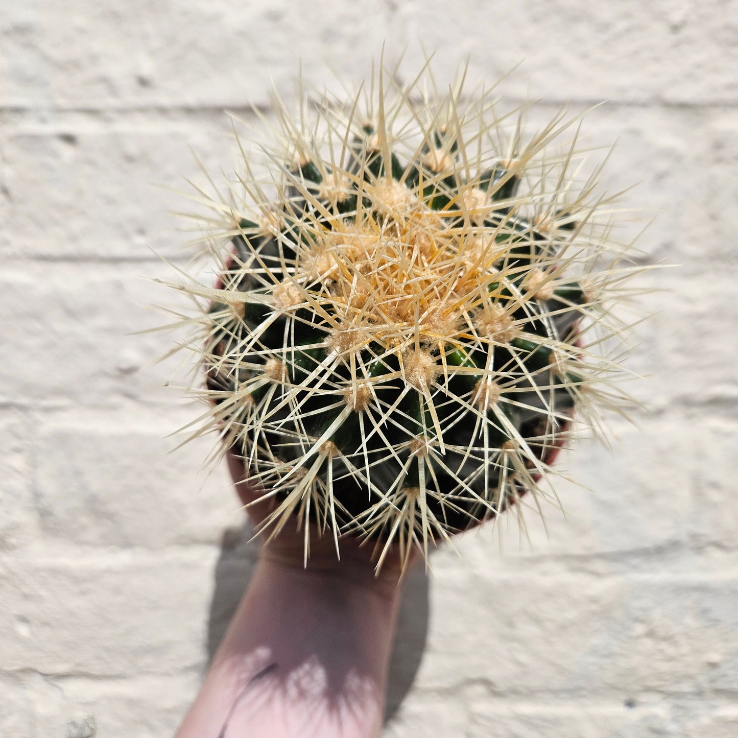 Echinocactus grusonii 'Golden Barrel Cactus'