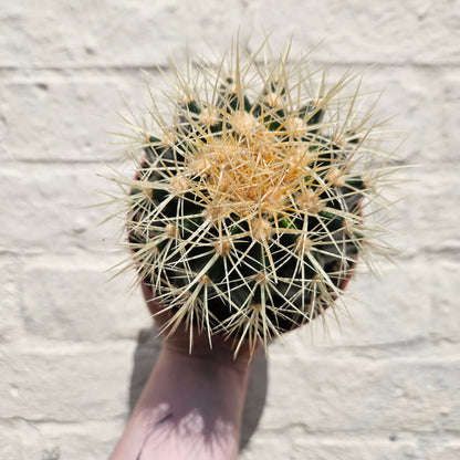 Echinocactus grusonii 'Golden Barrel Cactus'