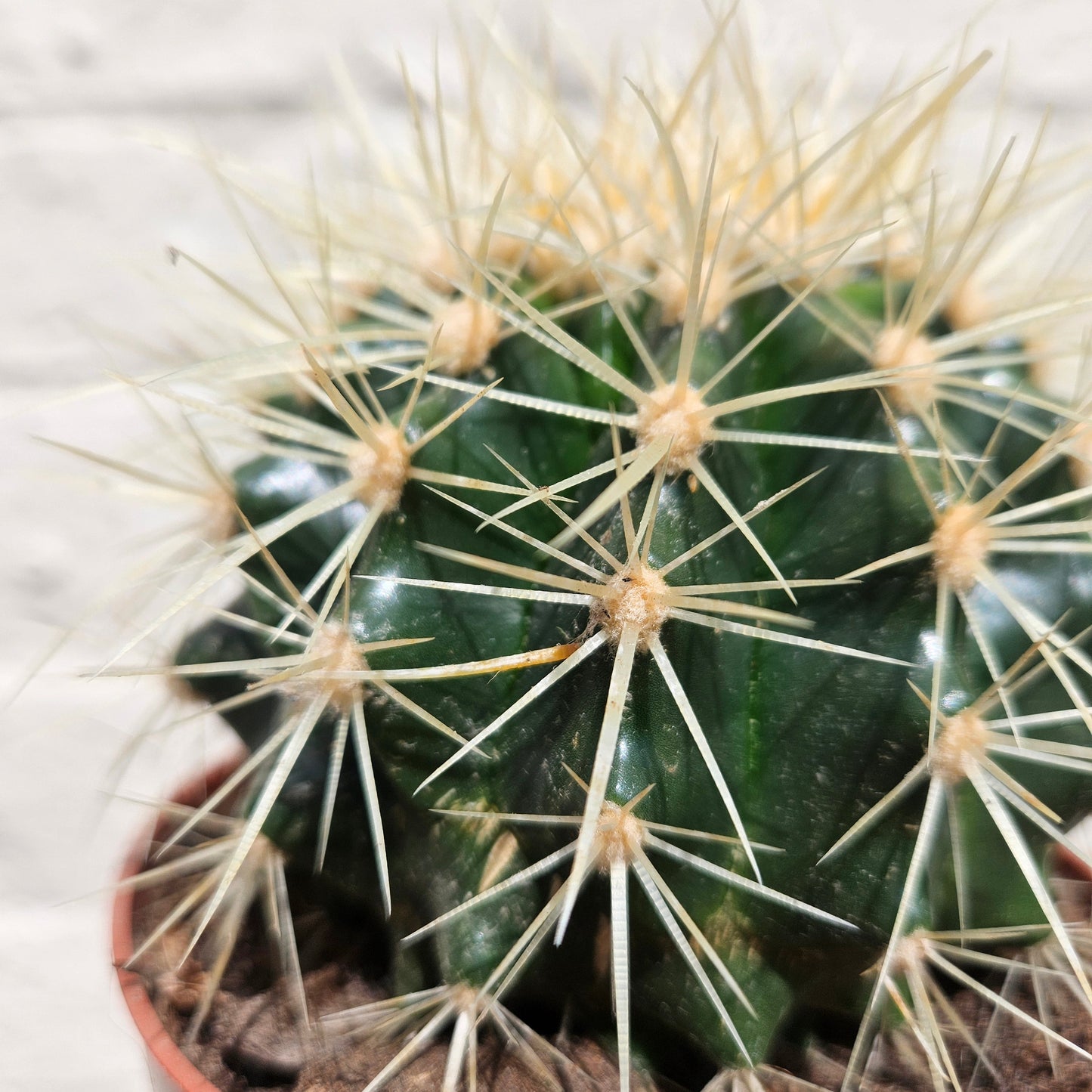 Echinocactus grusonii 'Golden Barrel Cactus'