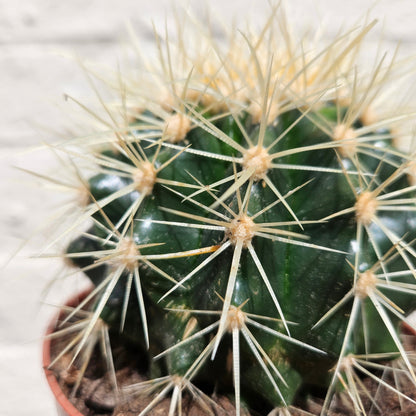 Echinocactus grusonii 'Golden Barrel Cactus'