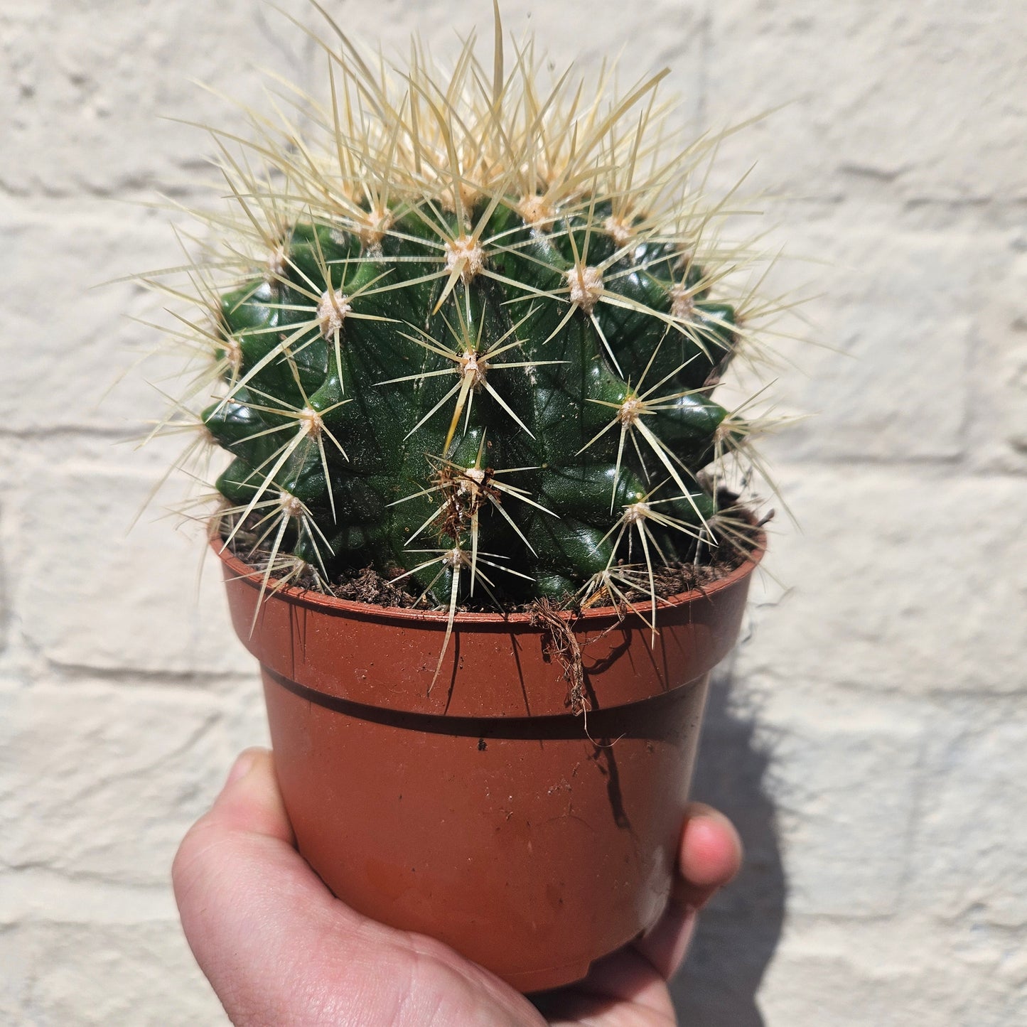 Echinocactus grusonii 'Golden Barrel Cactus'