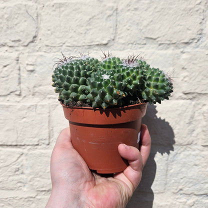 Mammillaria polythele (Many Nipple Cactus)
