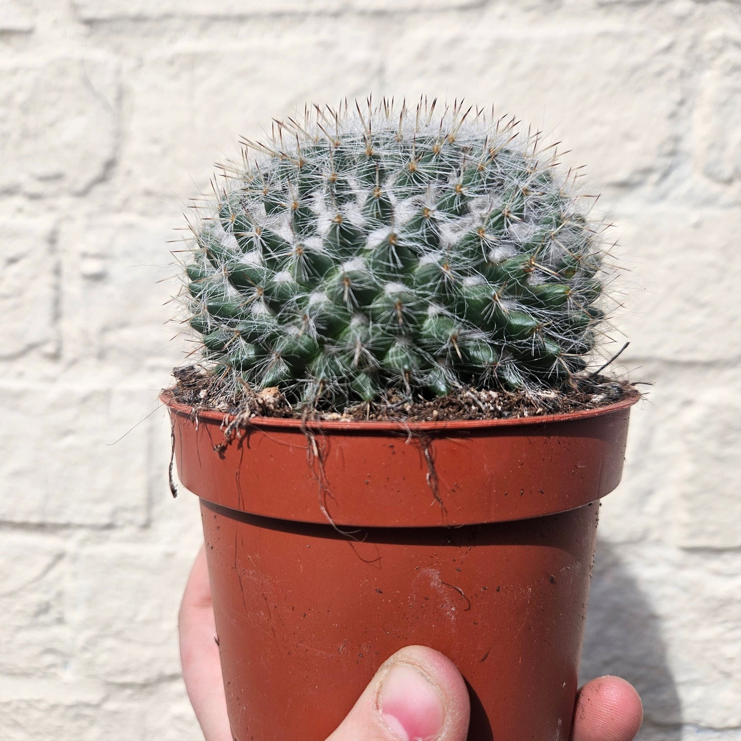 Mammillaria hahniana (Old Lady Cactus)