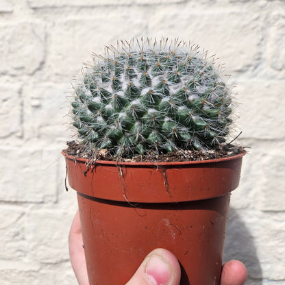 Mammillaria hahniana (Old Lady Cactus)