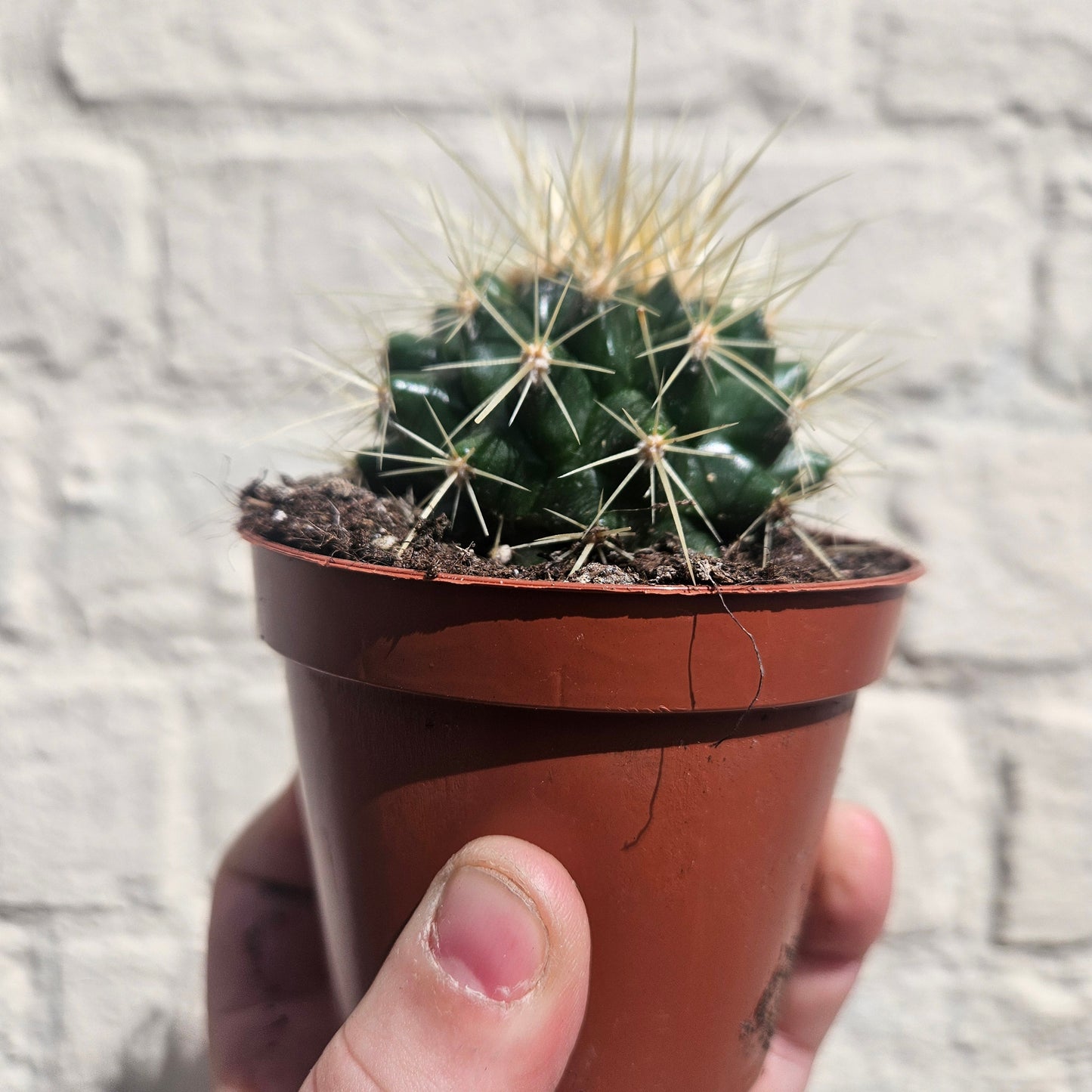 Echinocactus grusonii 'Golden Barrel Cactus'