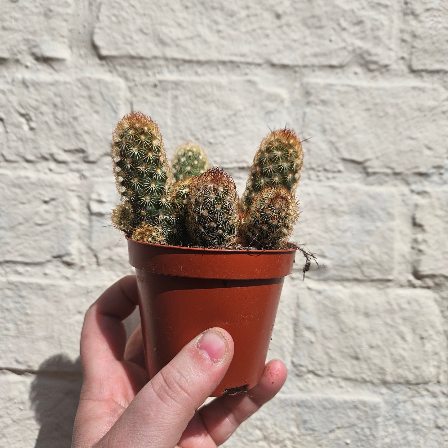 Mammillaria elongata (Ladyfinger Cactus)