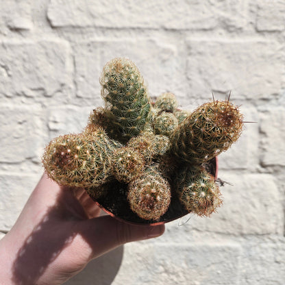 Mammillaria elongata (Ladyfinger Cactus)