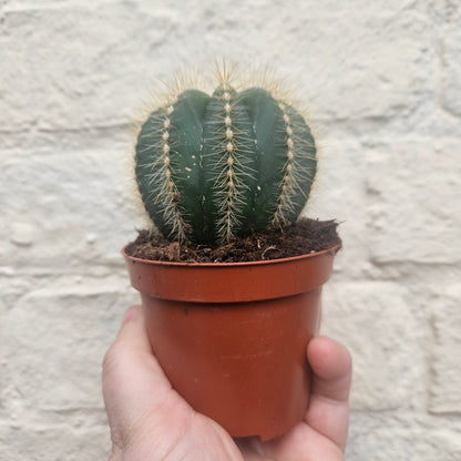 Parodia magnifica (Magnificent Ball cactus)