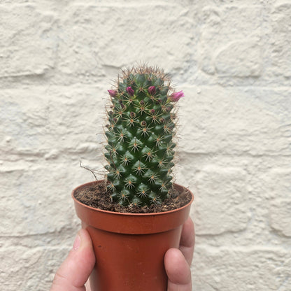 Mammillaria ernestii (True Mammillaria)