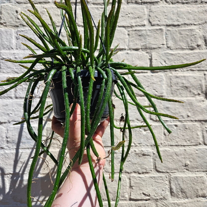 Selenicereus wercklei (Moonlight Cactus)