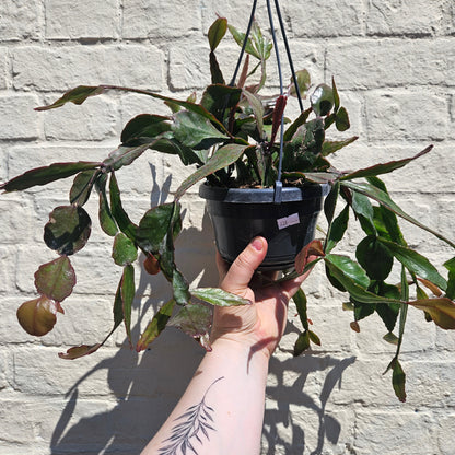 Rhipsalis eliptica