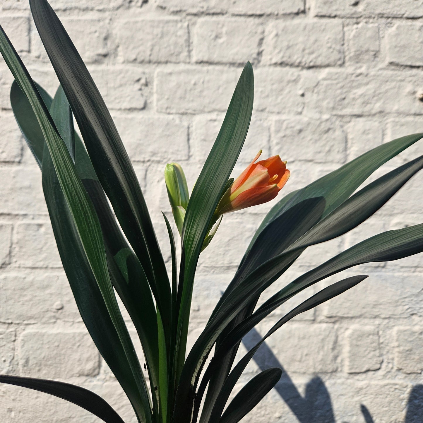 Clivia miniata (Bush Lily)