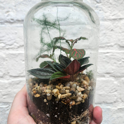 Small Closed Terrarium