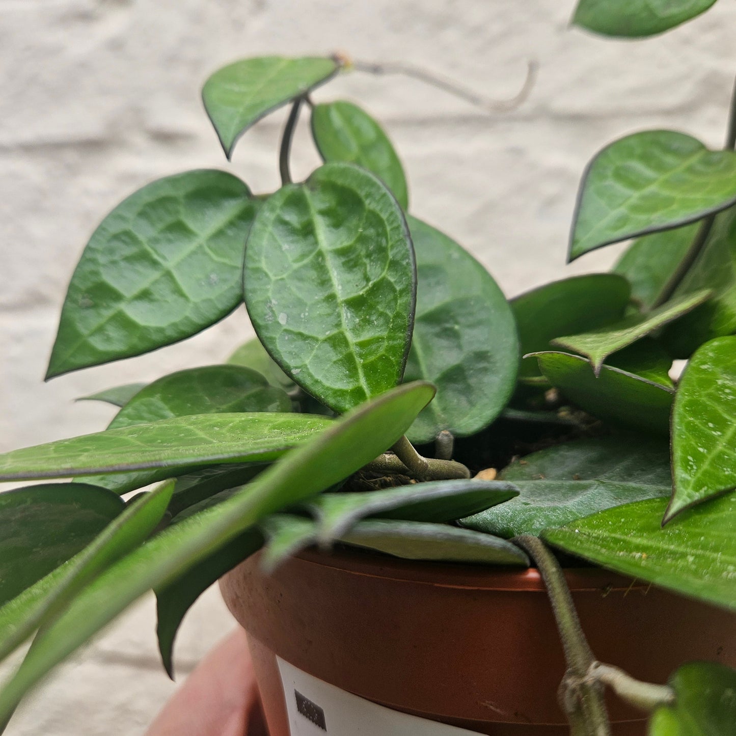 Hoya parasitica ‘Black Margin’