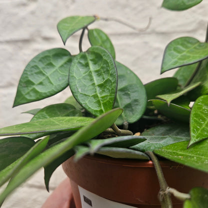 Hoya parasitica ‘Black Margin’