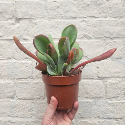 Kalanchoe luciae 'Oricula' (Paddle Plant)