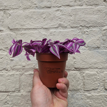 Tradescantia 'Pink paradise' (Inch plant/ Wandering Dude)