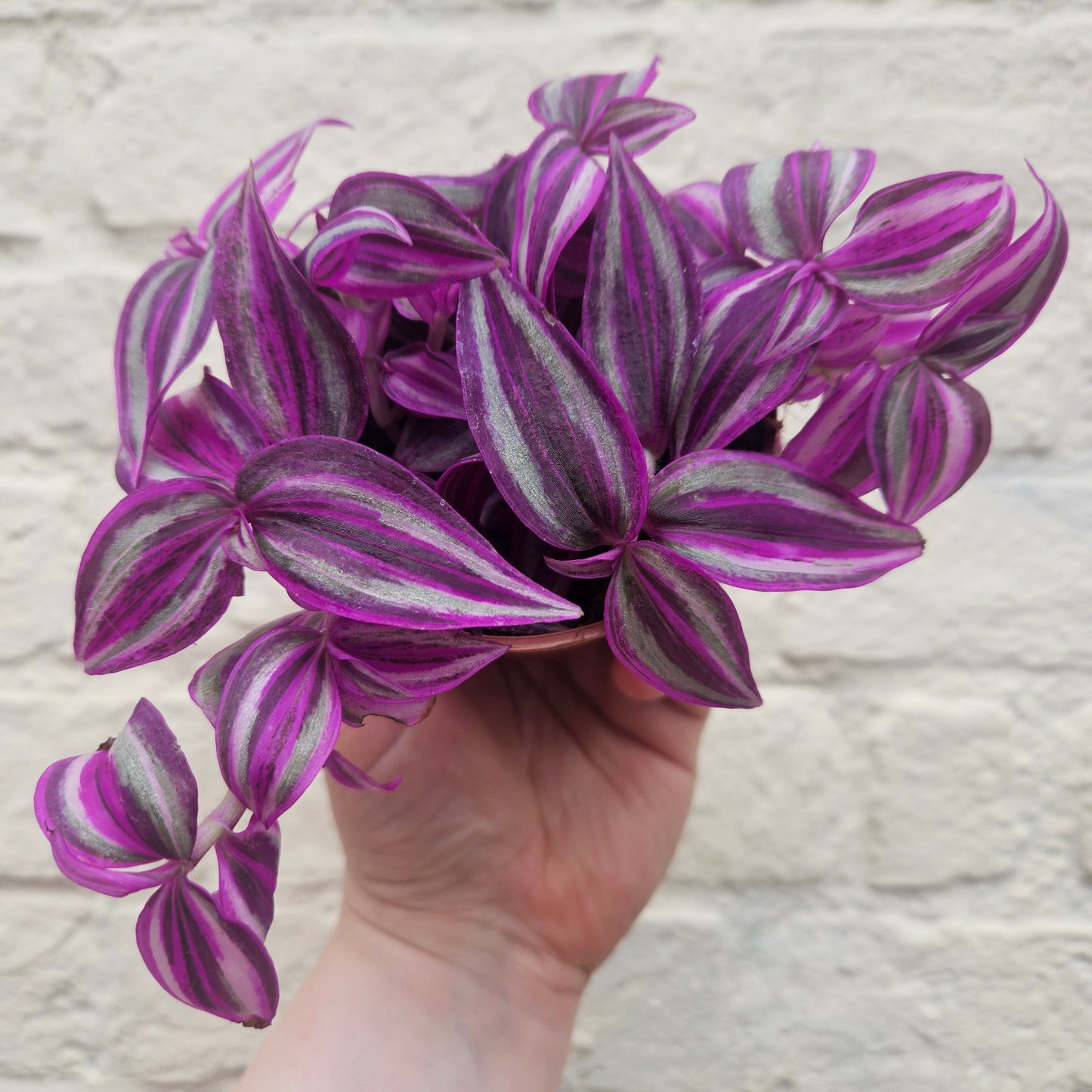 Tradescantia 'Pink paradise' (Inch plant/ Wandering Dude)
