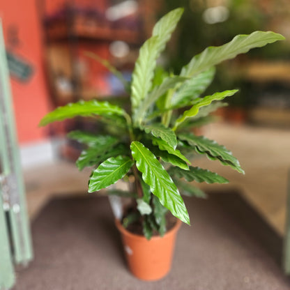 Calathea rufibarba (Velvet Calathea)