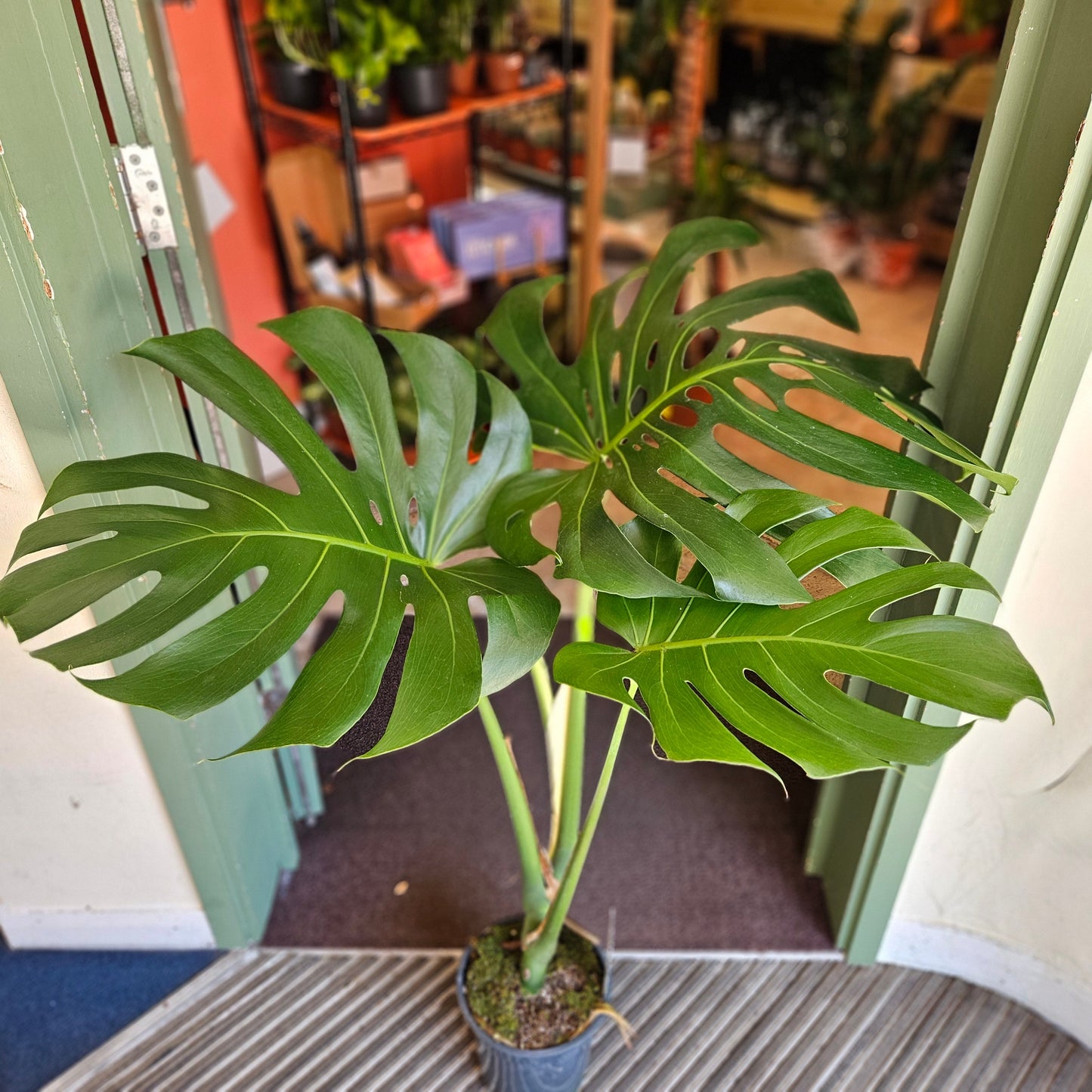 Monstera deliciosa 'Large Form' (Swiss Cheese Plant)