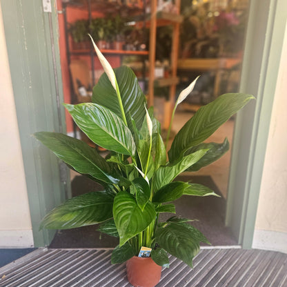 Spathiphyllum 'Sweet Isabella' (Peace Lily)