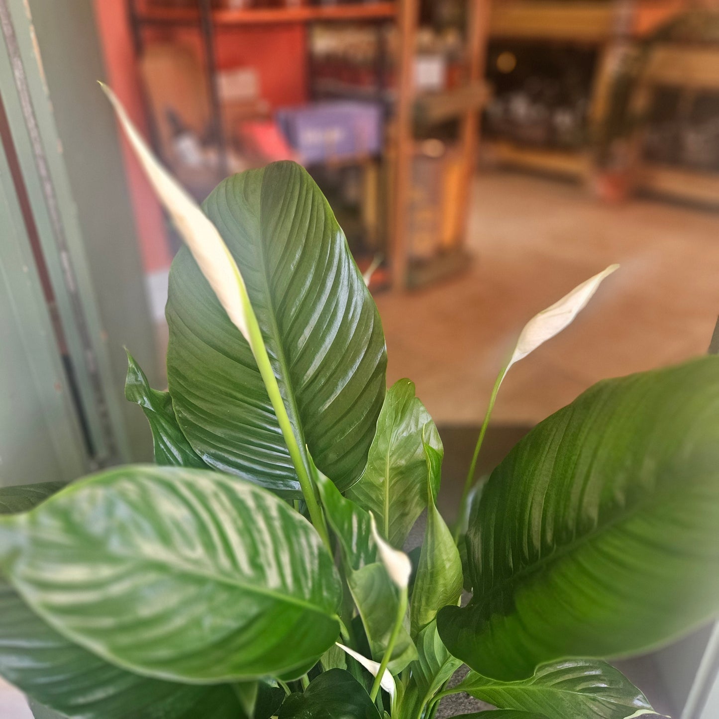 Spathiphyllum 'Sweet Isabella' (Peace Lily)