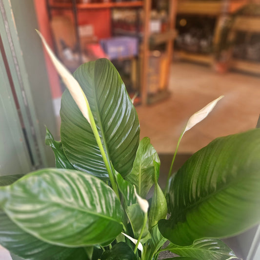Spathiphyllum 'Sweet Isabella' (Peace Lily)