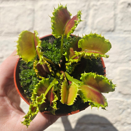 Dionaea muscipula 'Zipp' (Venus Flytrap Zipp)