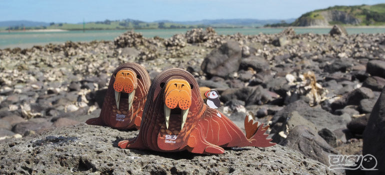 EUGY Walrus