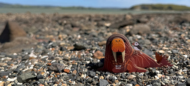 EUGY Walrus