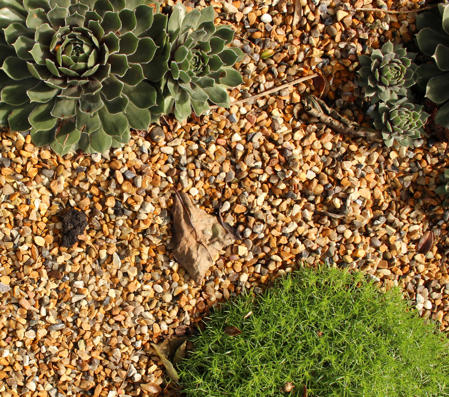 10mm Golden Gravel